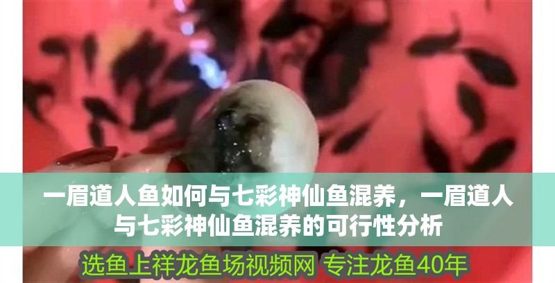 我的虎魚真菌感染了要怎么處理 一眉道人魚如何與七彩神仙魚混養,一眉道人與七彩神仙魚混養的可行性分析 龍魚百科 一眉道人魚如何與七彩神仙魚混養,一眉道人與七彩神仙魚混養的可行性分析 一眉道人魚如何與七彩神仙魚混養,一眉道人與七彩神仙魚混養的可行性分析 龍魚百科