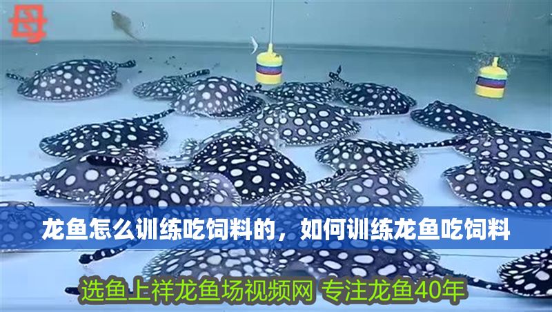 龍魚怎么訓練吃飼料的，如何訓練龍魚吃飼料