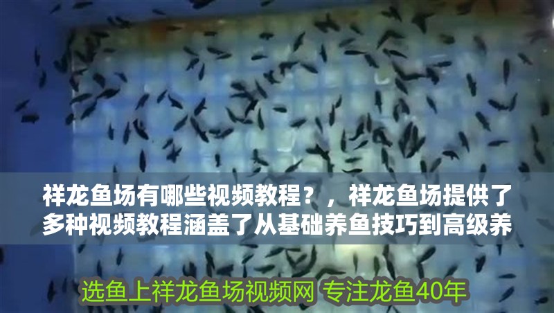 魚缸過濾器選購指南:自制魚缸過濾器魚缸上置過濾器對于養魚愛好者的必備知識 祥龍魚場有哪些視頻教程?,祥龍魚場提供了多種視頻教程涵蓋了從基礎養魚技巧到高級養護 龍魚百科 祥龍魚場有哪些視頻教程?,祥龍魚場提供了多種視頻教程涵蓋了從基礎養魚技巧到高級養護 祥龍魚場有哪些視頻教程?,祥龍魚場提供了多種視頻教程涵蓋了從基礎養魚技巧到高級養護 龍魚百科