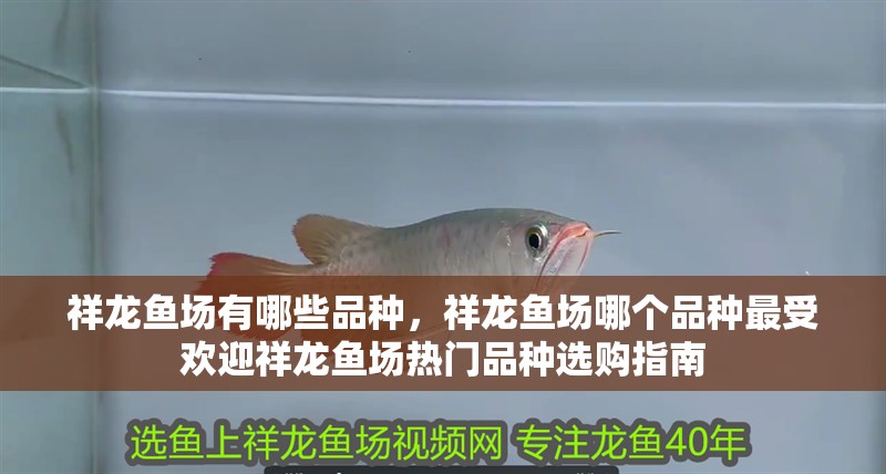 祥龍魚場有哪些品種，祥龍魚場哪個品種最受歡迎祥龍魚場熱門品種選購指南 祥龍魚場有哪些品種，祥龍魚場哪個品種最受歡迎祥龍魚場熱門品種選購指南 龍魚百科