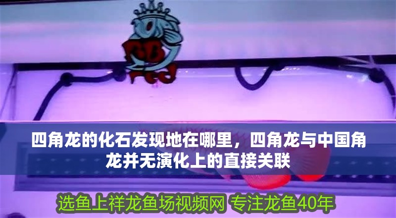 四角龍的化石發現地在哪里，四角龍與中國角龍并無演化上的直接關聯 四角龍的化石發現地在哪里，四角龍與中國角龍并無演化上的直接關聯 龍魚百科