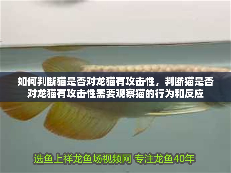 魚缸用增氧泵價格是多少:魚缸增氧機-xtrac增氧機-xtrac增氧機 如何判斷貓是否對龍貓有攻擊性,判斷貓是否對龍貓有攻擊性需要觀察貓的行為和反應 龍魚百科 如何判斷貓是否對龍貓有攻擊性,判斷貓是否對龍貓有攻擊性需要觀察貓的行為和反應 如何判斷貓是否對龍貓有攻擊性,判斷貓是否對龍貓有攻擊性需要觀察貓的行為和反應 龍魚百科