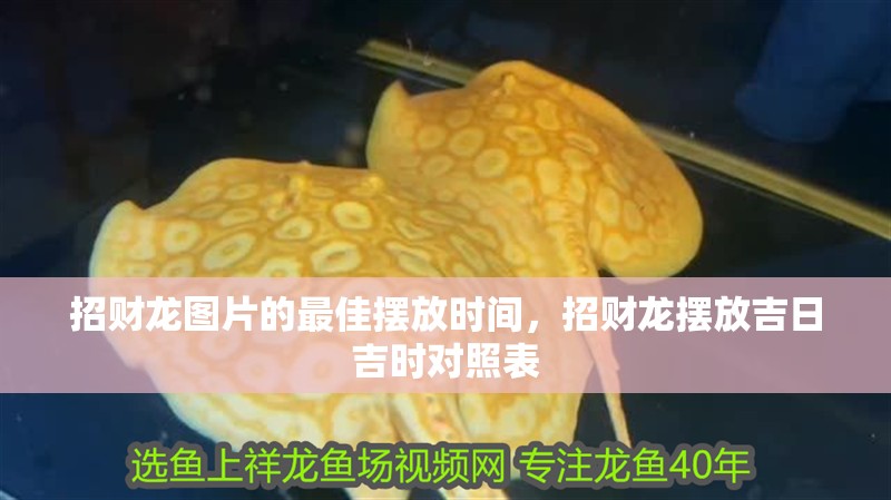 招財龍圖片的最佳擺放時間，招財龍擺放吉日吉時對照表 招財龍圖片的最佳擺放時間，招財龍擺放吉日吉時對照表 龍魚百科