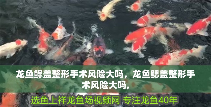龍魚鰓蓋整形手術風險大嗎，龍魚鰓蓋整形手術風險大嗎, 龍魚鰓蓋整形手術風險大嗎，龍魚鰓蓋整形手術風險大嗎, 龍魚百科