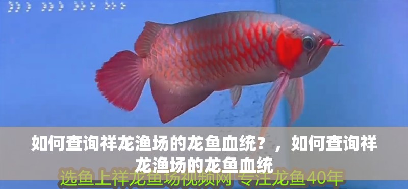 如何查詢祥龍漁場的龍魚血統？，如何查詢祥龍漁場的龍魚血統 如何查詢祥龍漁場的龍魚血統？，如何查詢祥龍漁場的龍魚血統 龍魚百科