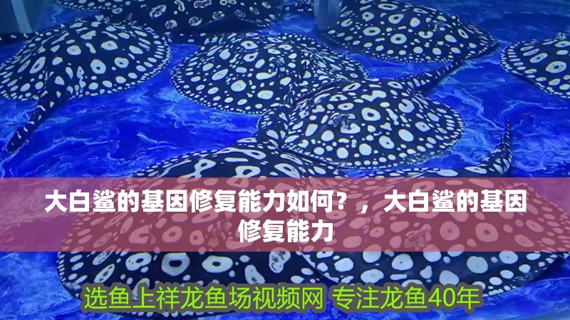 大白鯊的基因修復(fù)能力如何？，大白鯊的基因修復(fù)能力 大白鯊的基因修復(fù)能力如何？，大白鯊的基因修復(fù)能力 龍魚(yú)百科