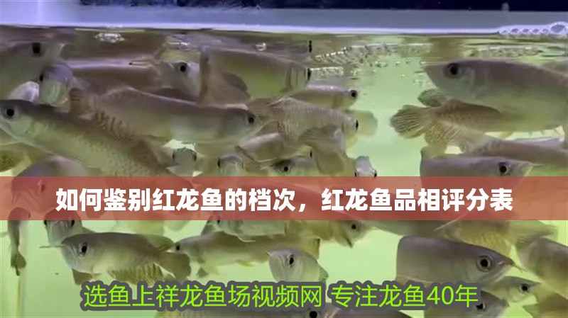 魚缸過濾器選購指南:自制魚缸過濾器魚缸上置過濾器對于養魚愛好者的必備知識 如何鑒別紅龍魚的檔次,紅龍魚品相評分表 龍魚百科 如何鑒別紅龍魚的檔次,紅龍魚品相評分表 如何鑒別紅龍魚的檔次,紅龍魚品相評分表 龍魚百科