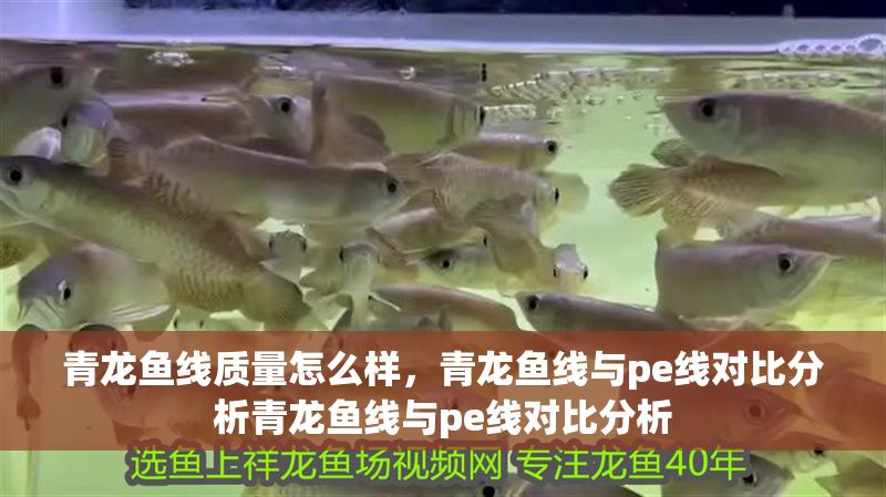 青龍魚線質量怎么樣，青龍魚線與pe線對比分析青龍魚線與pe線對比分析