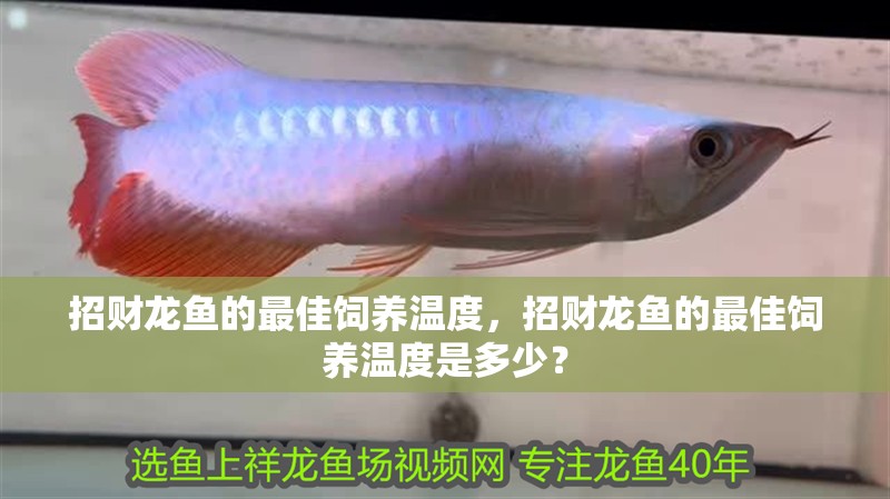 魚缸過濾器選購指南:自制魚缸過濾器魚缸上置過濾器對于養魚愛好者的必備知識 招財龍魚的最佳飼養溫度,招財龍魚的最佳飼養溫度是多少? 龍魚百科 招財龍魚的最佳飼養溫度,招財龍魚的最佳飼養溫度是多少? 招財龍魚的最佳飼養溫度,招財龍魚的最佳飼養溫度是多少? 龍魚百科