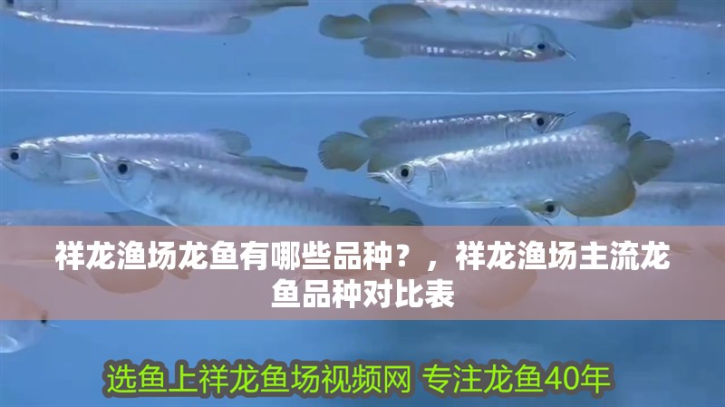 祥龍漁場龍魚有哪些品種？，祥龍漁場主流龍魚品種對比表 祥龍漁場龍魚有哪些品種？，祥龍漁場主流龍魚品種對比表 龍魚百科