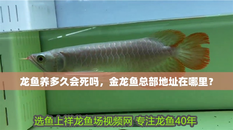 魚缸過濾器選購指南:自制魚缸過濾器魚缸上置過濾器對于養(yǎng)魚愛好者的必備知識 龍魚養(yǎng)多久會死嗎,金龍魚總部地址在哪里? 龍魚百科 龍魚養(yǎng)多久會死嗎,金龍魚總部地址在哪里? 龍魚養(yǎng)多久會死嗎,金龍魚總部地址在哪里? 龍魚百科