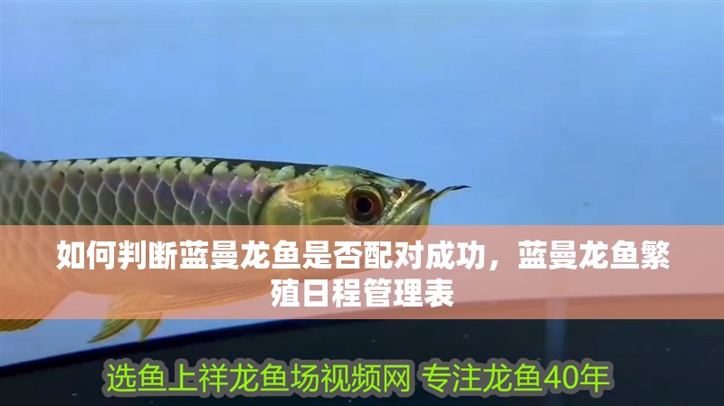 如何判斷藍(lán)曼龍魚(yú)是否配對(duì)成功，藍(lán)曼龍魚(yú)繁殖日程管理表 如何判斷藍(lán)曼龍魚(yú)是否配對(duì)成功，藍(lán)曼龍魚(yú)繁殖日程管理表 龍魚(yú)百科
