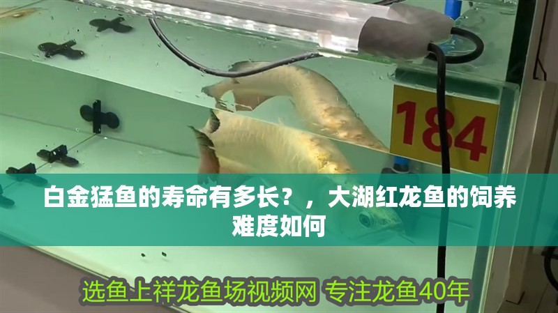 魚缸過濾器選購指南:自制魚缸過濾器魚缸上置過濾器對于養魚愛好者的必備知識 白金猛魚的壽命有多長?,大湖紅龍魚的飼養難度如何 龍魚百科 白金猛魚的壽命有多長?,大湖紅龍魚的飼養難度如何 白金猛魚的壽命有多長?,大湖紅龍魚的飼養難度如何 龍魚百科