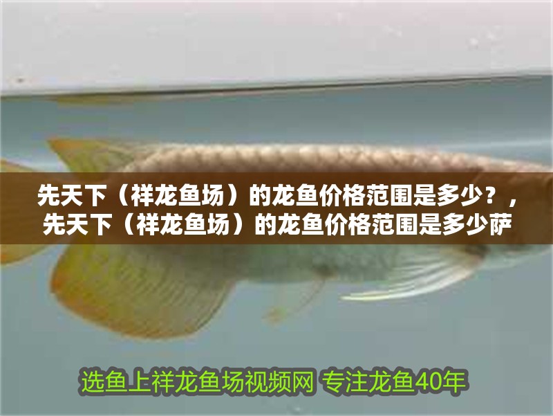 先天下（祥龍魚場）的龍魚價格范圍是多少？，先天下（祥龍魚場）的龍魚價格范圍是多少薩伊藍魚的品相 先天下（祥龍魚場）的龍魚價格范圍是多少？，先天下（祥龍魚場）的龍魚價格范圍是多少薩伊藍魚的品相 龍魚百科