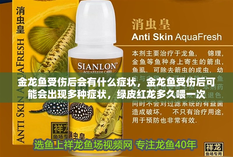 金龍魚(yú)受傷后會(huì)有什么癥狀，金龍魚(yú)受傷后可能會(huì)出現(xiàn)多種癥狀，綠皮紅龍多久喂一次 金龍魚(yú)受傷后會(huì)有什么癥狀，金龍魚(yú)受傷后可能會(huì)出現(xiàn)多種癥狀，綠皮紅龍多久喂一次 龍魚(yú)百科