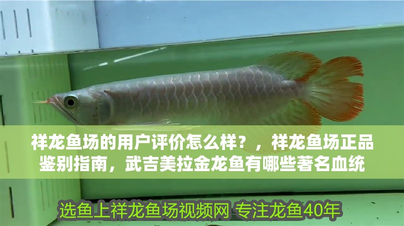 祥龍魚場的用戶評價怎么樣？，祥龍魚場正品鑒別指南，武吉美拉金龍魚有哪些著名血統(tǒng) 祥龍魚場的用戶評價怎么樣？，祥龍魚場正品鑒別指南，武吉美拉金龍魚有哪些著名血統(tǒng) 龍魚百科