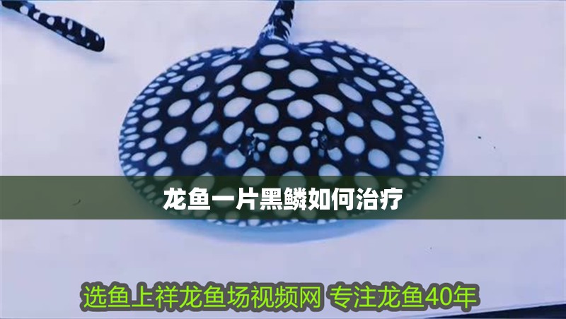 魚缸用增氧泵價(jià)格是多少:魚缸增氧機(jī)-xtrac增氧機(jī)-xtrac增氧機(jī) 龍魚一片黑鱗如何治療 龍魚百科 龍魚一片黑鱗如何治療 龍魚一片黑鱗如何治療 龍魚百科