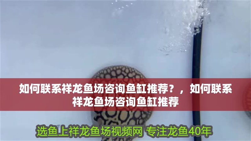 如何聯系祥龍魚場咨詢魚缸推薦？，如何聯系祥龍魚場咨詢魚缸推薦 如何聯系祥龍魚場咨詢魚缸推薦？，如何聯系祥龍魚場咨詢魚缸推薦 龍魚百科