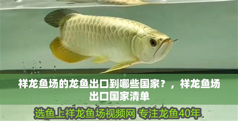 祥龍魚場的龍魚出口到哪些國家？，祥龍魚場出口國家清單 祥龍魚場的龍魚出口到哪些國家？，祥龍魚場出口國家清單 龍魚百科
