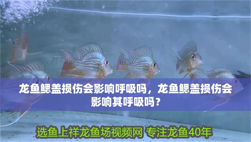 龍魚鰓蓋損傷會影響呼吸嗎，龍魚鰓蓋損傷會影響其呼吸嗎？ 龍魚鰓蓋損傷會影響呼吸嗎，龍魚鰓蓋損傷會影響其呼吸嗎？ 龍魚百科
