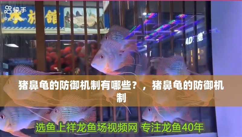 給大魚缸換水的作文:體驗給大魚缸換水的樂趣:體驗給大魚缸換水:給大魚缸換水的作文 豬鼻龜的防御機制有哪些?,豬鼻龜的防御機制 龍魚百科 豬鼻龜的防御機制有哪些?,豬鼻龜的防御機制 豬鼻龜的防御機制有哪些?,豬鼻龜的防御機制 龍魚百科