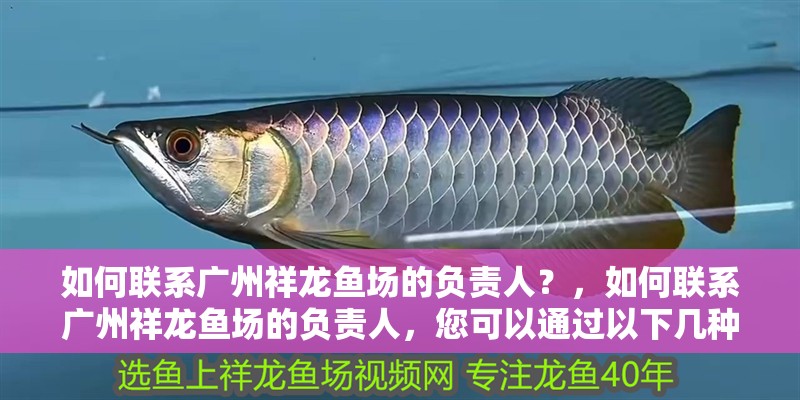如何聯(lián)系廣州祥龍魚場(chǎng)的負(fù)責(zé)人？，如何聯(lián)系廣州祥龍魚場(chǎng)的負(fù)責(zé)人，您可以通過以下幾種方式進(jìn)行聯(lián)系 如何聯(lián)系廣州祥龍魚場(chǎng)的負(fù)責(zé)人？，如何聯(lián)系廣州祥龍魚場(chǎng)的負(fù)責(zé)人，您可以通過以下幾種方式進(jìn)行聯(lián)系 龍魚百科