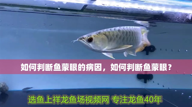 如何判斷魚蒙眼的病因，如何判斷魚蒙眼？ 如何判斷魚蒙眼的病因，如何判斷魚蒙眼？ 龍魚百科