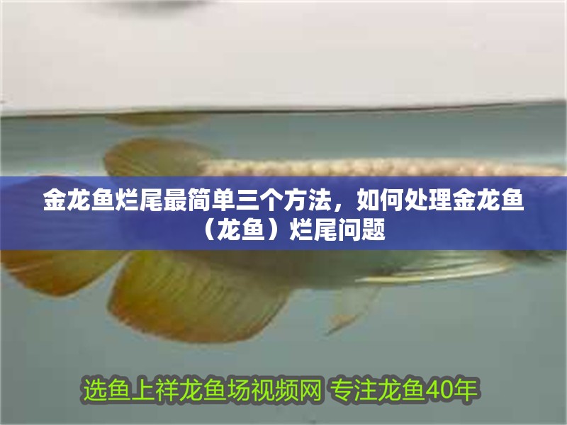 金龍魚爛尾最簡單三個方法，如何處理金龍魚（龍魚）爛尾問題