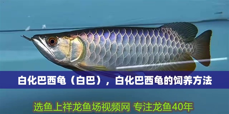 什么魚能和龍魚、虎魚混養(龍魚能和虎魚混養嗎) 白化巴西龜(白巴),白化巴西龜的飼養方法 廣州正大漁場 白化巴西龜(白巴),白化巴西龜的飼養方法 白化巴西龜(白巴),白化巴西龜的飼養方法 廣州正大漁場