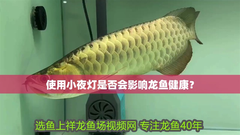 使用小夜燈是否會影響龍魚健康？ 使用小夜燈是否會影響龍魚健康？ 廣州正大漁場