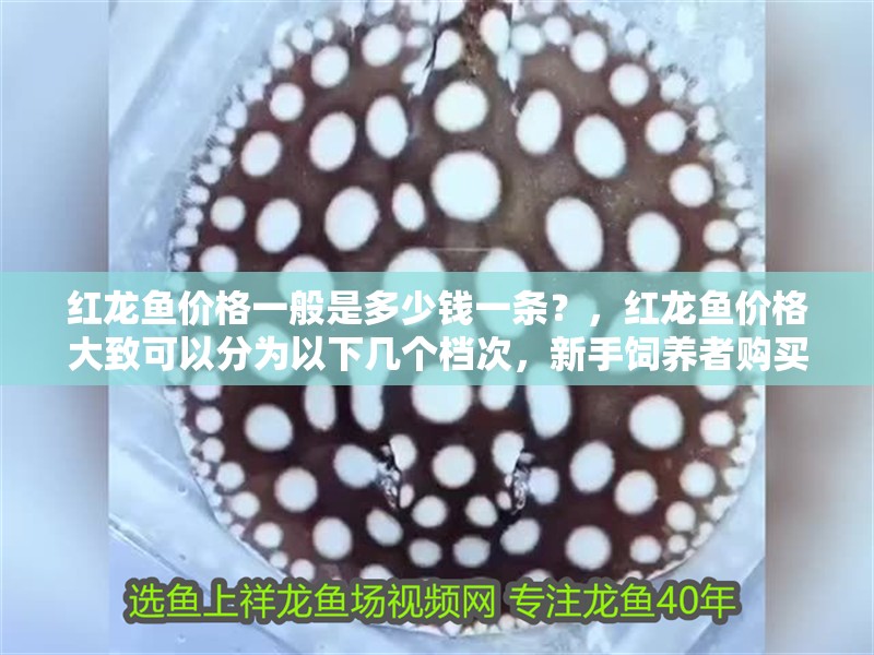 給大魚缸換水的作文:體驗給大魚缸換水的樂趣:體驗給大魚缸換水:給大魚缸換水的作文 紅龍魚價格一般是多少錢一條?,紅龍魚價格大致可以分為以下幾個檔次,新手飼養者購買檔次 廣州正大漁場 紅龍魚價格一般是多少錢一條?,紅龍魚價格大致可以分為以下幾個檔次,新手飼養者購買檔次 紅龍魚價格一般是多少錢一條?,紅龍魚價格大致可以分為以下幾個檔次,新手飼養者購買檔次 廣州正大漁場