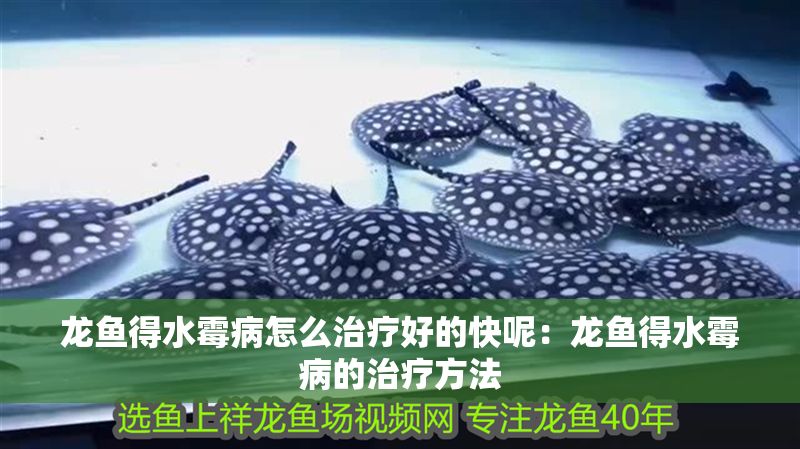 龍魚(yú)得水霉病怎么治療好的快呢：龍魚(yú)得水霉病的治療方法