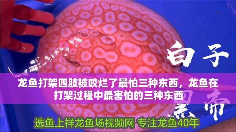 龍魚打架四肢被咬爛了最怕三種東西,龍魚在打架過程中最害怕的三種東西 廣州正大漁場 龍魚打架四肢被咬爛了最怕三種東西,龍魚在打架過程中最害怕的三種東西 龍魚打架四肢被咬爛了最怕三種東西,龍魚在打架過程中最害怕的三種東西 廣州正大漁場