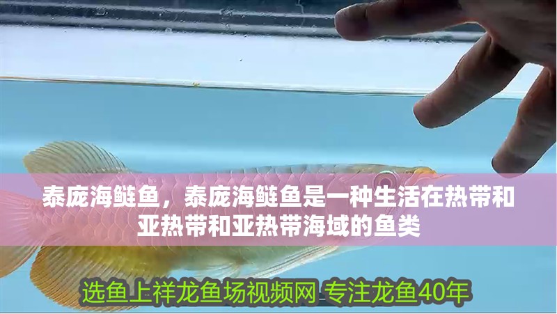 泰龐海鰱魚，泰龐海鰱魚是一種生活在熱帶和亞熱帶和亞熱帶海域的魚類