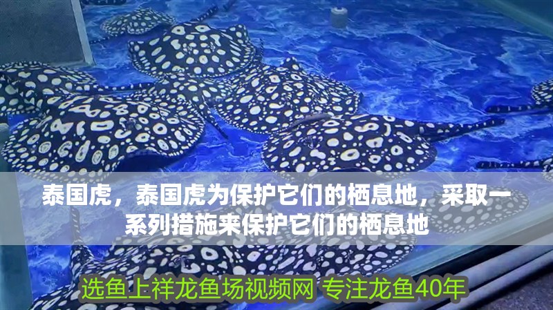 我的虎魚真菌感染了要怎么處理 泰國虎,泰國虎為保護它們的棲息地,采取一系列措施來保護它們的棲息地 廣州正大漁場 泰國虎,泰國虎為保護它們的棲息地,采取一系列措施來保護它們的棲息地 泰國虎,泰國虎為保護它們的棲息地,采取一系列措施來保護它們的棲息地 廣州正大漁場