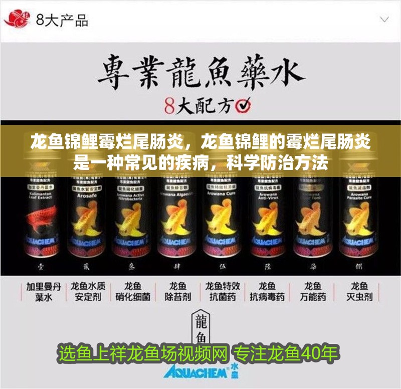 龍魚錦鯉霉爛尾腸炎，龍魚錦鯉的霉爛尾腸炎是一種常見的疾病，科學防治方法 龍魚錦鯉霉爛尾腸炎，龍魚錦鯉的霉爛尾腸炎是一種常見的疾病，科學防治方法 廣州正大漁場