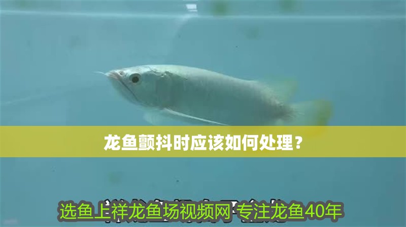 魚缸過濾器選購指南:自制魚缸過濾器魚缸上置過濾器對于養魚愛好者的必備知識 龍魚顫抖時應該如何處理? 斯巴沃紅龍魚 龍魚顫抖時應該如何處理? 龍魚顫抖時應該如何處理? 斯巴沃紅龍魚