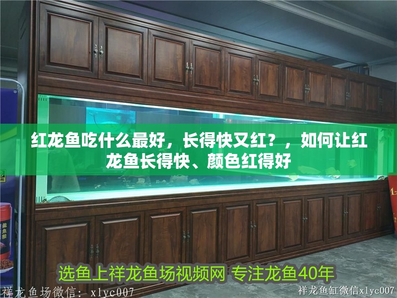 紅龍魚吃什么最好，長得快又紅？，如何讓紅龍魚長得快、顏色紅得好