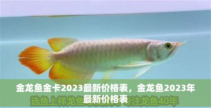 金龍魚金卡2023最新價格表，金龍魚2023年最新價格表
