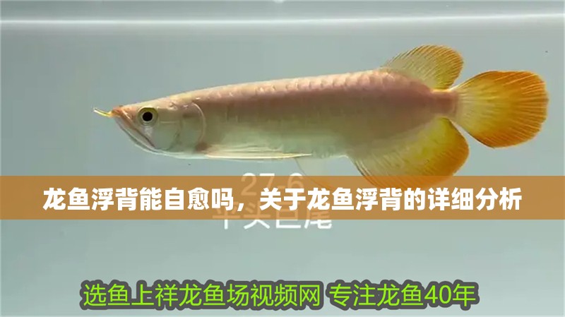 紅龍魚(yú)用黃燈烤有用嗎 龍魚(yú)浮背能自愈嗎,關(guān)于龍魚(yú)浮背的詳細(xì)分析 斯巴沃紅龍魚(yú) 龍魚(yú)浮背能自愈嗎,關(guān)于龍魚(yú)浮背的詳細(xì)分析 龍魚(yú)浮背能自愈嗎,關(guān)于龍魚(yú)浮背的詳細(xì)分析 斯巴沃紅龍魚(yú)