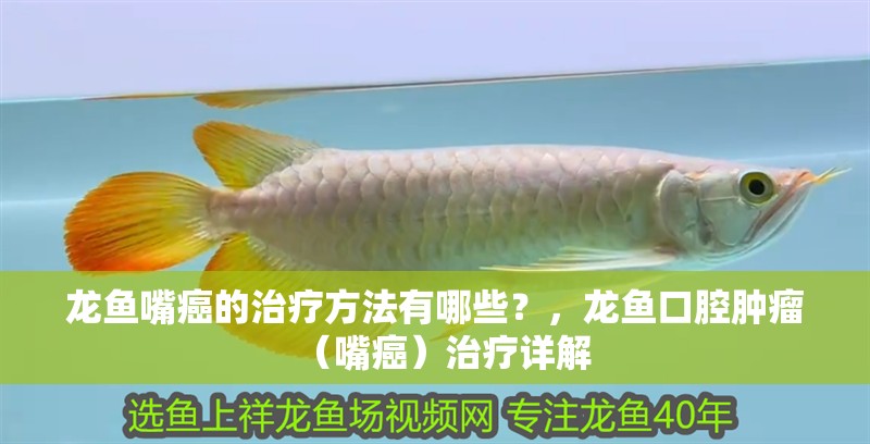 紅龍魚用黃燈烤有用嗎 龍魚嘴癌的治療方法有哪些?,龍魚口腔腫瘤(嘴癌)治療詳解 廣州正大漁場 龍魚嘴癌的治療方法有哪些?,龍魚口腔腫瘤(嘴癌)治療詳解 龍魚嘴癌的治療方法有哪些?,龍魚口腔腫瘤(嘴癌)治療詳解 廣州正大漁場