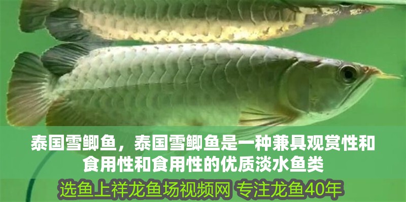 泰國(guó)雪鯽魚，泰國(guó)雪鯽魚是一種兼具觀賞性和食用性和食用性的優(yōu)質(zhì)淡水魚類 泰國(guó)雪鯽魚，泰國(guó)雪鯽魚是一種兼具觀賞性和食用性和食用性的優(yōu)質(zhì)淡水魚類 斯巴沃紅龍魚