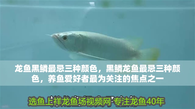 龍魚黑鱗最忌三種顏色，黑鱗龍魚最忌三種顏色，養(yǎng)魚愛好者最為關(guān)注的焦點(diǎn)之一 龍魚黑鱗最忌三種顏色，黑鱗龍魚最忌三種顏色，養(yǎng)魚愛好者最為關(guān)注的焦點(diǎn)之一 廣州正大漁場