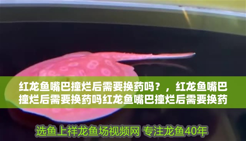 紅龍魚嘴巴撞爛后需要換藥嗎？，紅龍魚嘴巴撞爛后需要換藥嗎紅龍魚嘴巴撞爛后需要換藥嗎