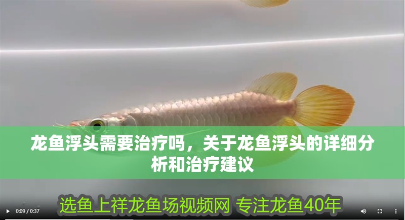 紅龍魚用黃燈烤有用嗎 龍魚浮頭需要治療嗎,關(guān)于龍魚浮頭的詳細(xì)分析和治療建議 斯巴沃紅龍魚 龍魚浮頭需要治療嗎,關(guān)于龍魚浮頭的詳細(xì)分析和治療建議 龍魚浮頭需要治療嗎,關(guān)于龍魚浮頭的詳細(xì)分析和治療建議 斯巴沃紅龍魚