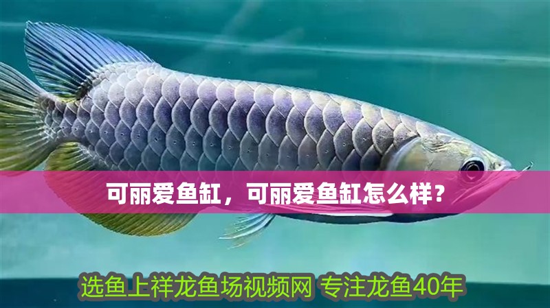 可麗愛魚缸，可麗愛魚缸怎么樣？
