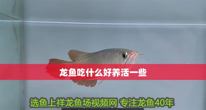 龍魚吃什么好養(yǎng)活一些