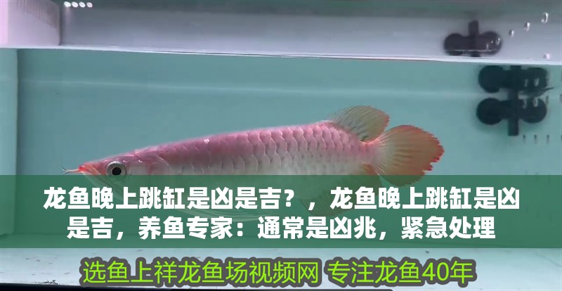 龍魚晚上跳缸是兇是吉？，龍魚晚上跳缸是兇是吉，養魚專家：通常是兇兆，緊急處理