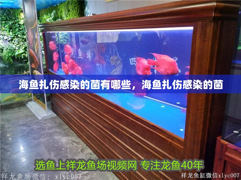 海魚扎傷感染的菌有哪些，海魚扎傷感染的菌