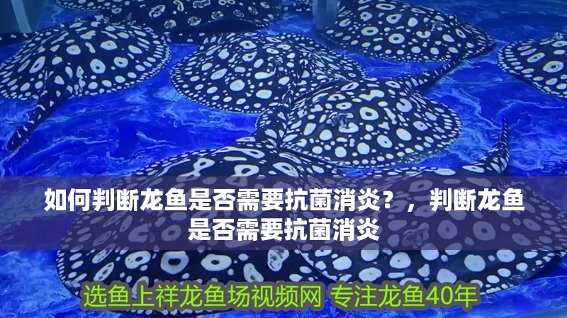 如何判斷龍魚是否需要抗菌消炎？，判斷龍魚是否需要抗菌消炎